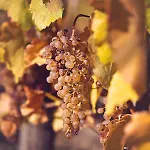 Antaloczy Vendeghaz * Tokaj