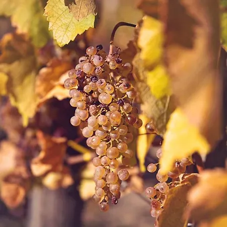 Antaloczy Vendeghaz * Tokaj
